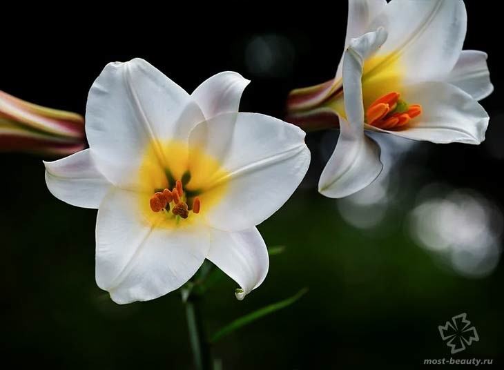 Белая лилия. CC0