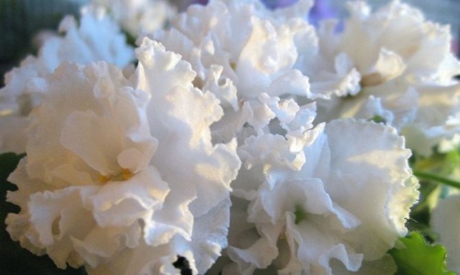 Как поливать фиалки