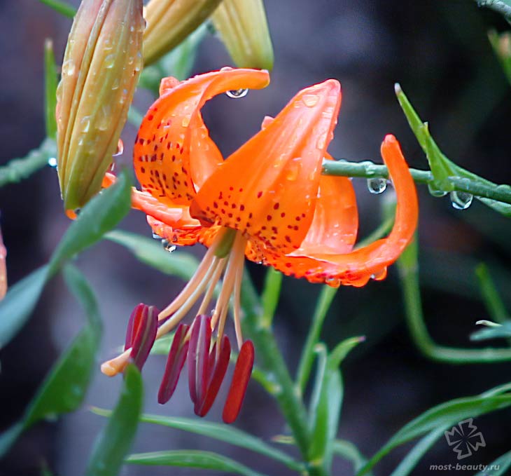 Лилия Давида. CC0