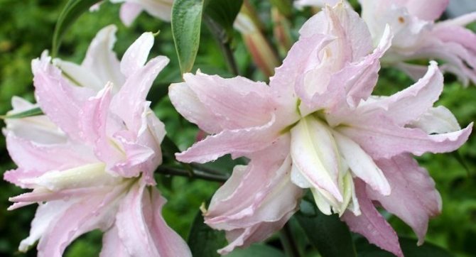 Махровые лилии