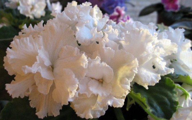 Освещение и микроклимат для фиалки