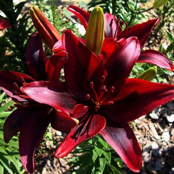 популярные сорта лилий