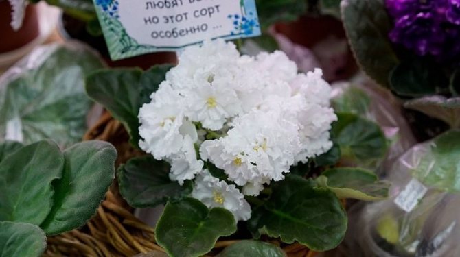 Размножение фиалок черенками