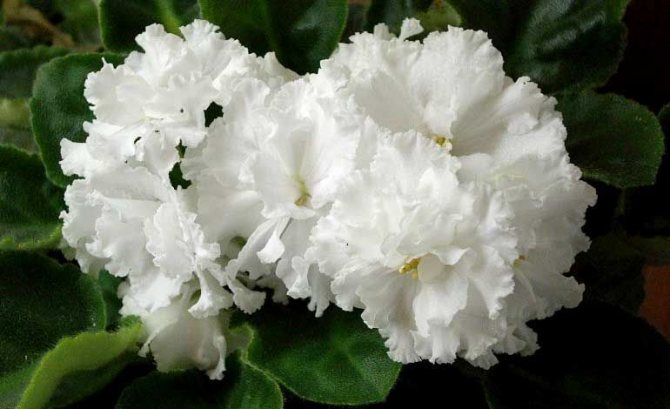 'Сорт фиалок "Букет невесты"' width="770