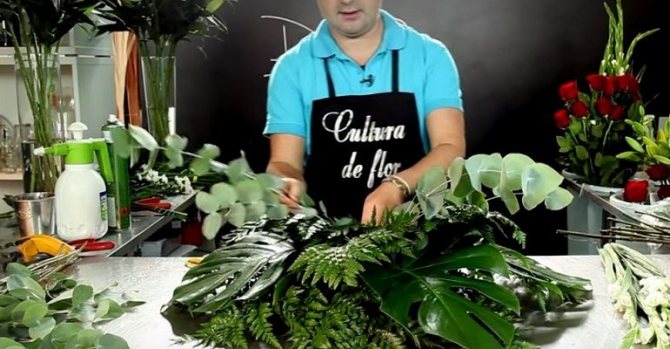 Стебли эвкалипта