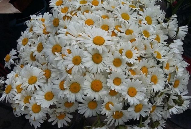 Свадебный букет из ромашек
