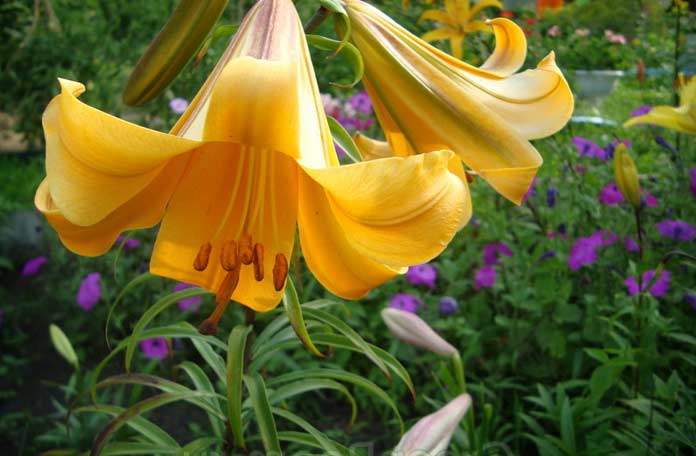 трубчатые гибриды