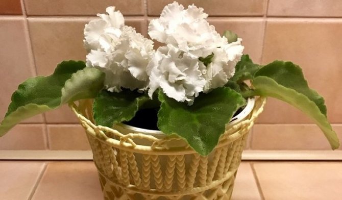 Удобрения для фиалок Букет невесты