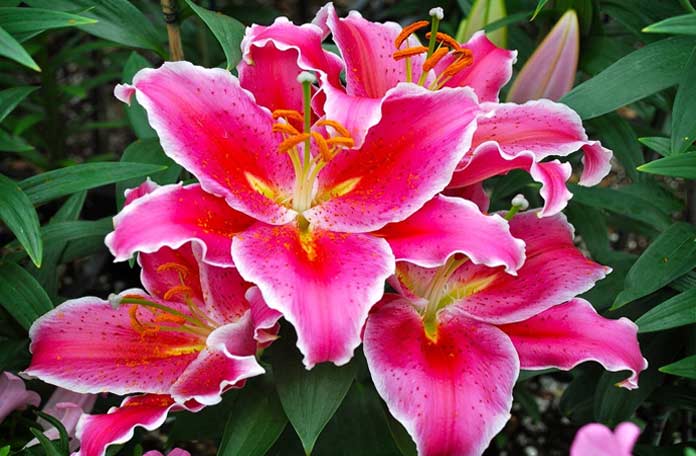 Восточные лилии