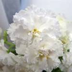 'Все секреты выращивания фиалки "Свадебный букет"' width="400