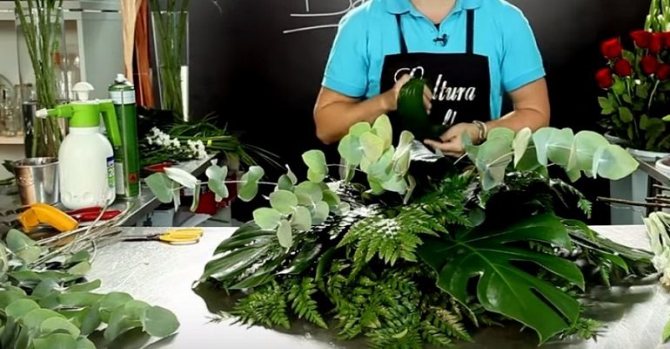 Зелень аспидистры